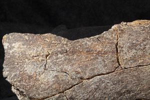Remarkable New Evidence for Human Activity in North America 130,000 Years Ago  Science  Smithsonian