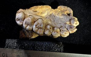 Jawbone fossil found in Israeli cave resets clock for modern human evolution  The Times of Israel