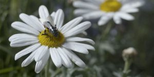 Walmart Files Patent for Robot Bees