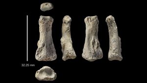 Ancient finger bone from Saudi Arabia could challenge theory of modern migration - CNN