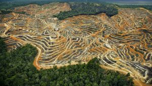 Tell the RSPO: sanction Nestl&eacute; and Pepsi's reckless palm oil business partner Indofood