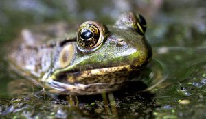 Male Frogs May Be Turning Female Thanks to Estrogen in Suburban Waste
