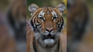A tiger at the Bronx Zoo tests positive for coronavirus - CNN