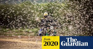 Second wave of locusts in east Africa '20 times worse', says UN Global development The Guardian