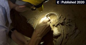 DNA Linked to Covid-19 Was Inherited From Neanderthals, Study Finds - The New York Times