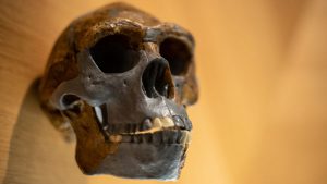 Mystery ancestor mated with ancient humans. And its 'nested' DNA was just found. Live Science