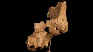Earliest known human fossils in Western Europe discovered in cave
